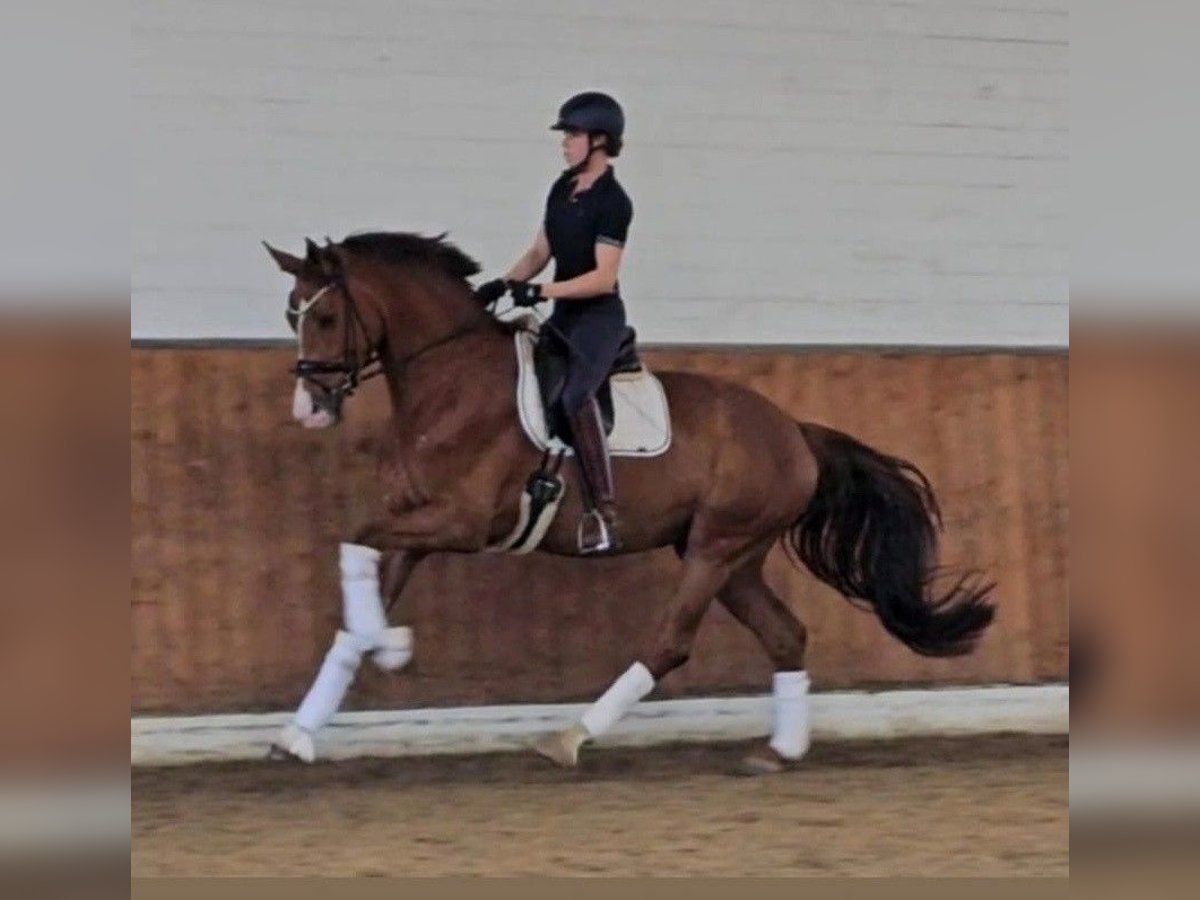 German Sport Horse Mare 4 years 17 hh Chestnut-Red in Lippetal