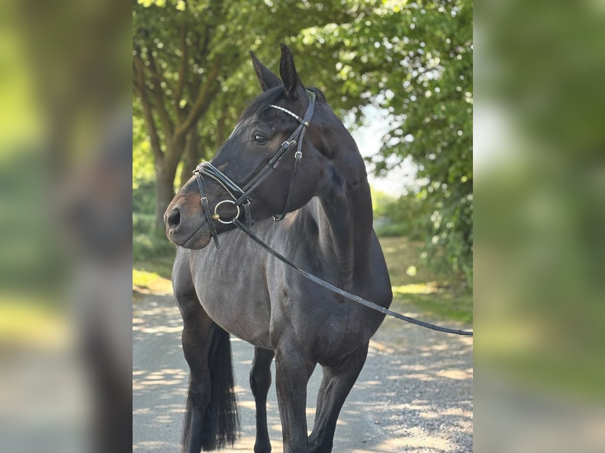German Sport Horse Mare 4 years 17,1 hh Black in Lüdinghausen