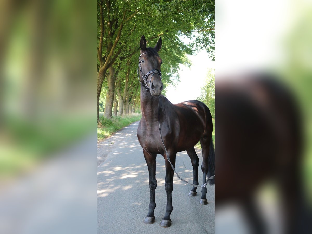 German Sport Horse Mare 4 years 17,1 hh Black in L&#xFC;dinghausen