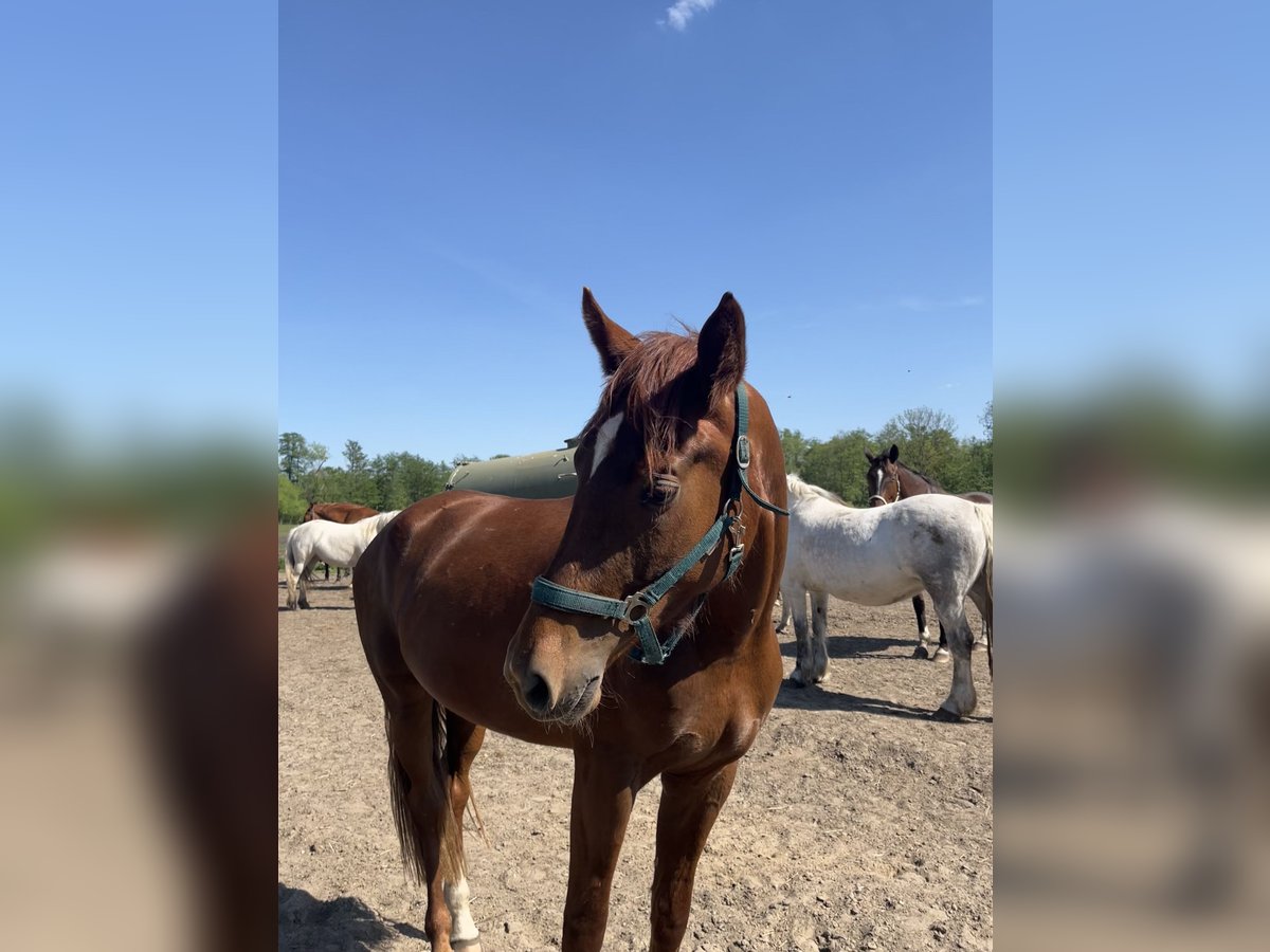 German Sport Horse Mare 4 years 17,1 hh Chestnut in Sch&#xF6;neiche bei Berlin