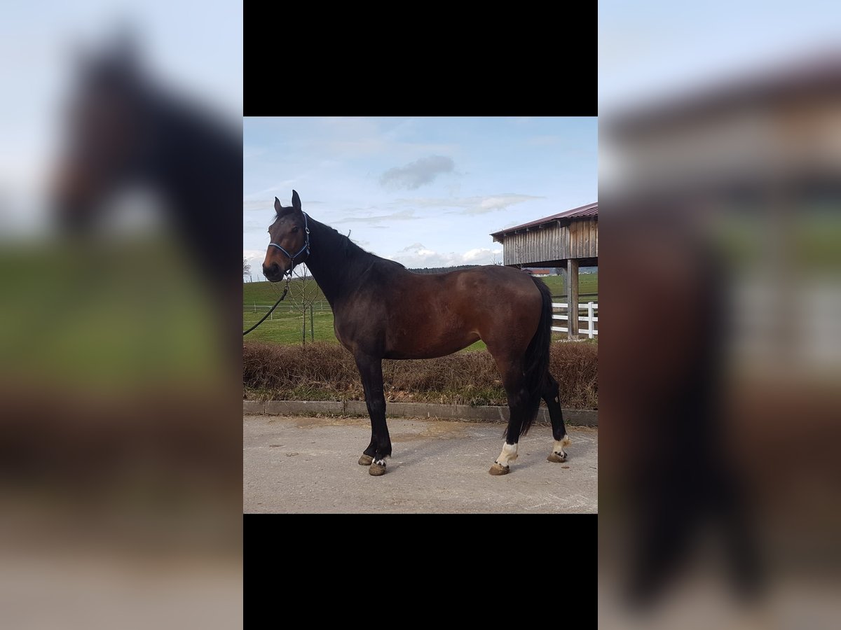 German Sport Horse Mare 4 years Bay-Dark in Haldenwang