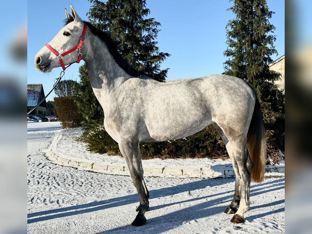 German Sport Horse Mare 4 years Gray in Głubczyn
