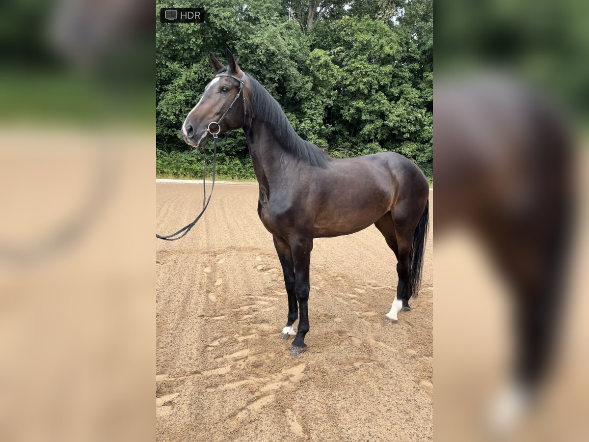 German Sport Horse Mare 4 years in Amberg