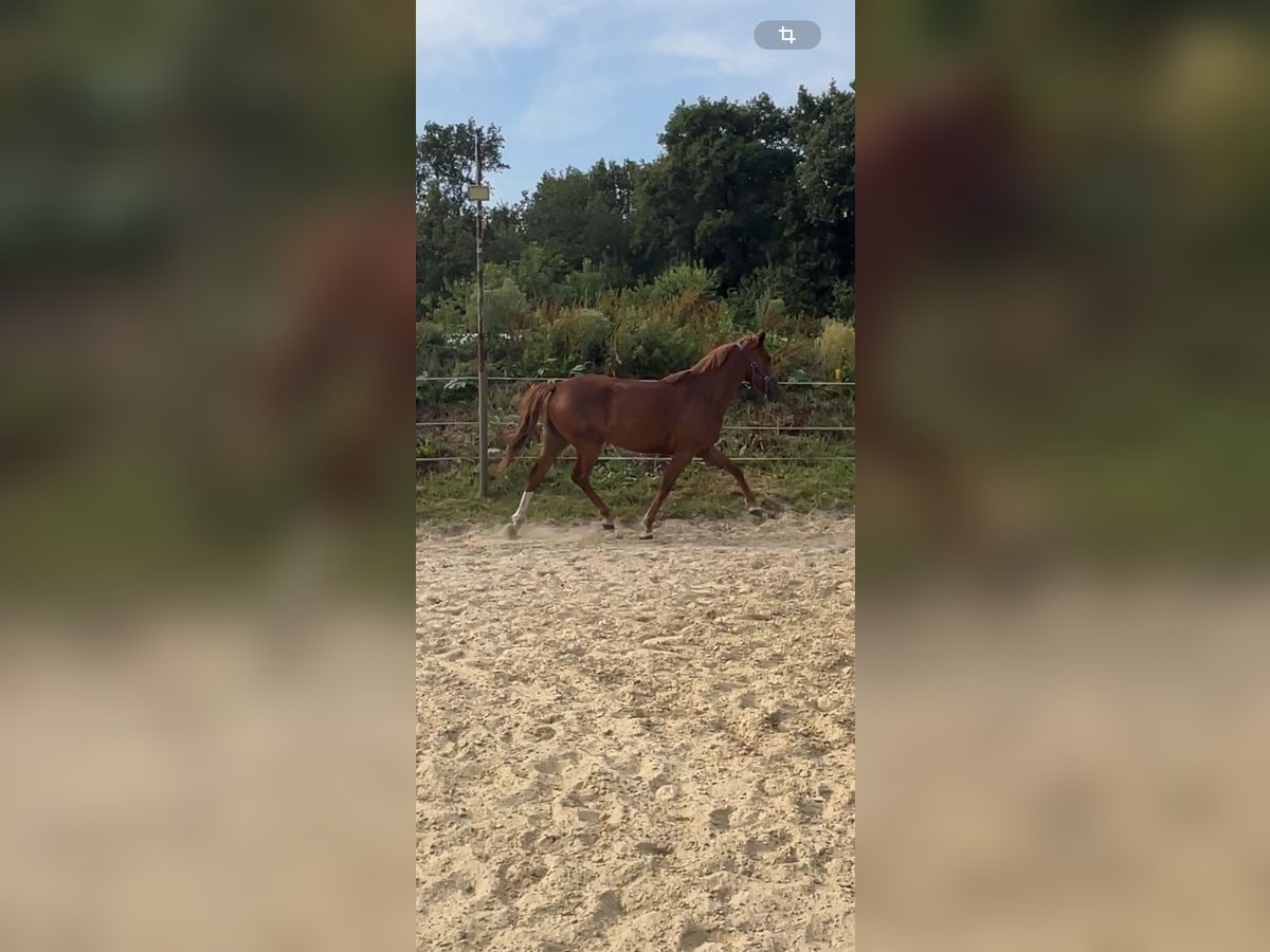 German Sport Horse Mare 5 years 15,1 hh Chestnut-Red in Hünxe