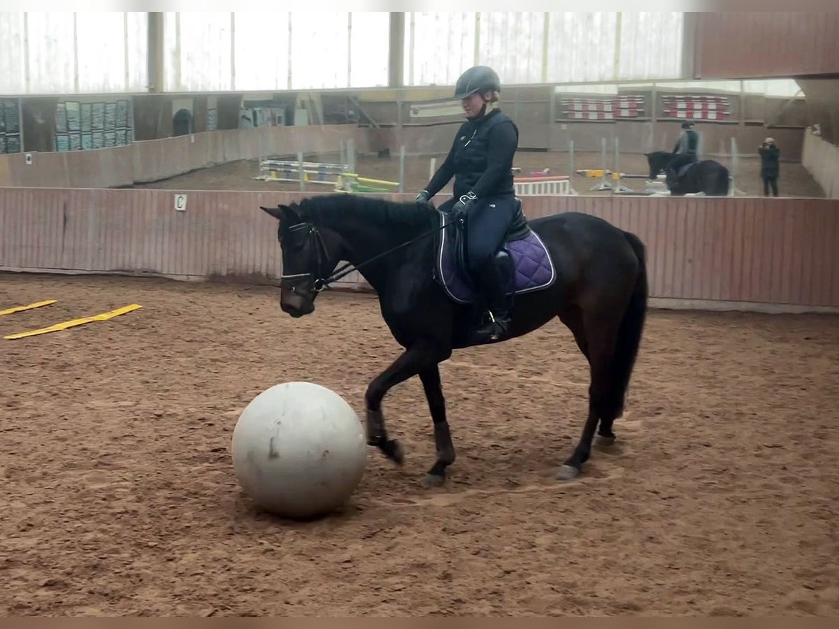 German Sport Horse Mare 5 years 15,3 hh Smoky-Black in Unterwellenborn