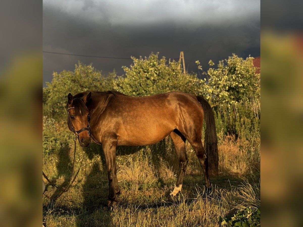 German Sport Horse Mix Mare 5 years 15,1 hh Bay in Strachocin