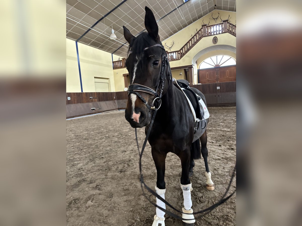 German Sport Horse Mare 5 years 15,2 hh Bay-Dark in AlpenAlpen
