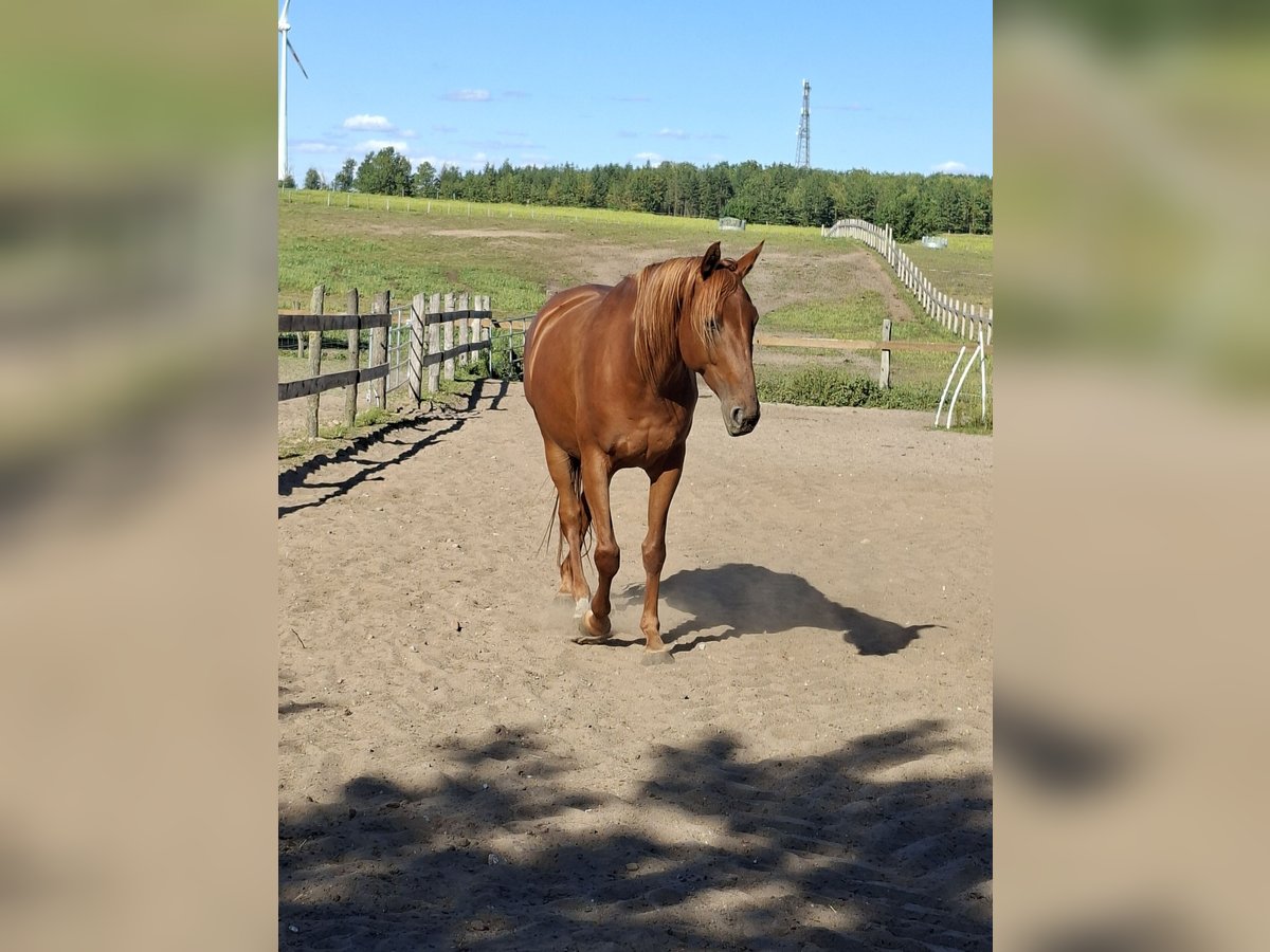 German Sport Horse Mare 5 years 15,3 hh Chestnut-Red in L&#xF6;wenberger Land