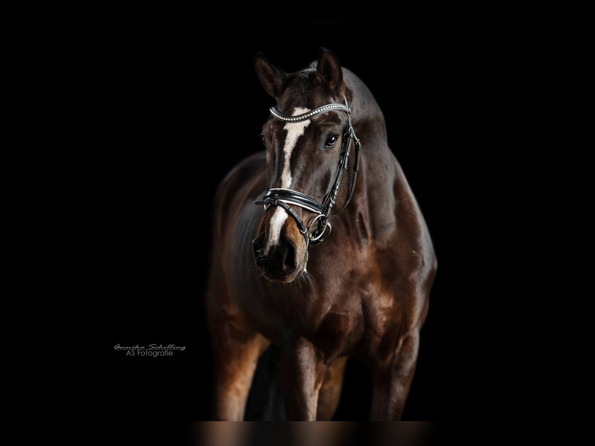 German Sport Horse Mare 5 years 16,2 hh Bay-Dark in Herrenberg