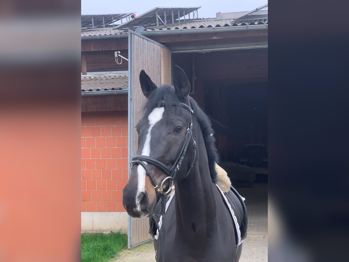 German Sport Horse Mare 5 years 16,2 hh Black in Neunkirchen