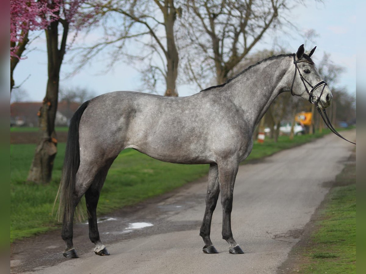 German Sport Horse Mare 5 years 16 2 hh Gray in Passau