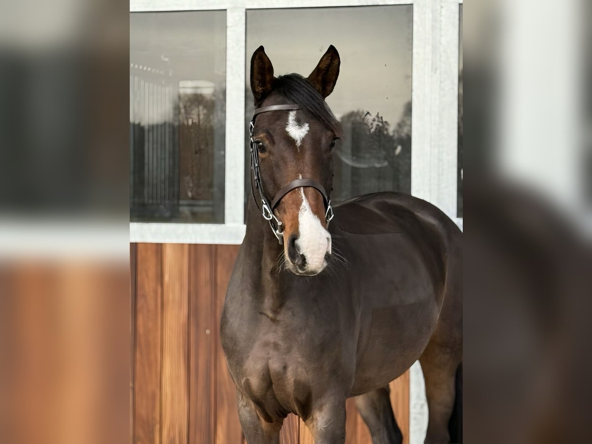 German Sport Horse Mare 5 years 16 hh Bay-Dark in Kamenz