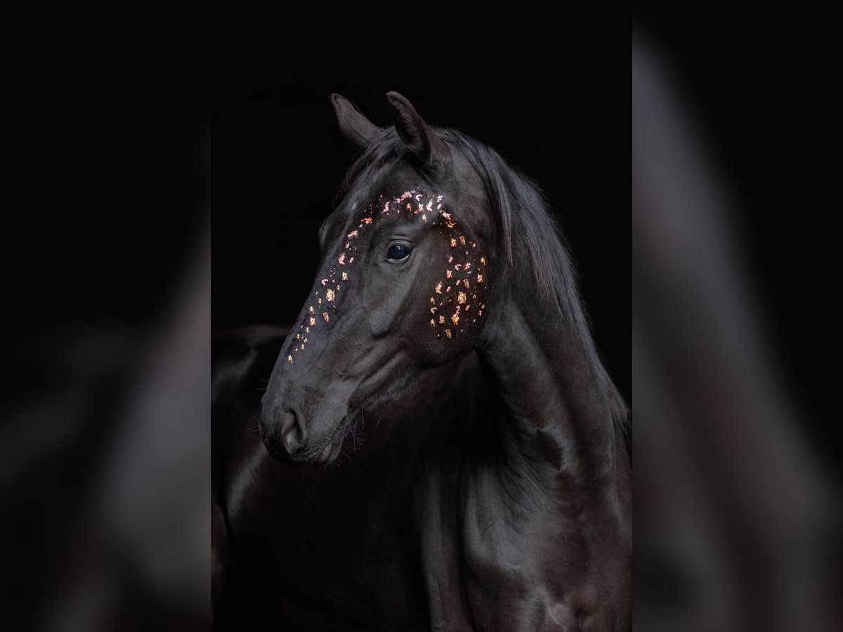 German Sport Horse Mare 5 years 16 hh Black in Plessa