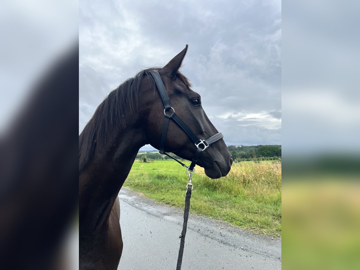 German Sport Horse Mare 5 years 16 hh Black in Hof