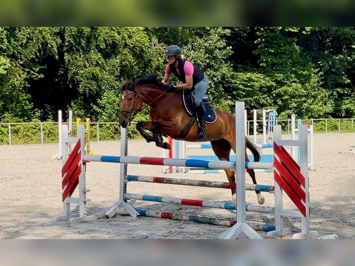 German Sport Horse Mare 5 years 16 hh Brown in Wermelskirchen