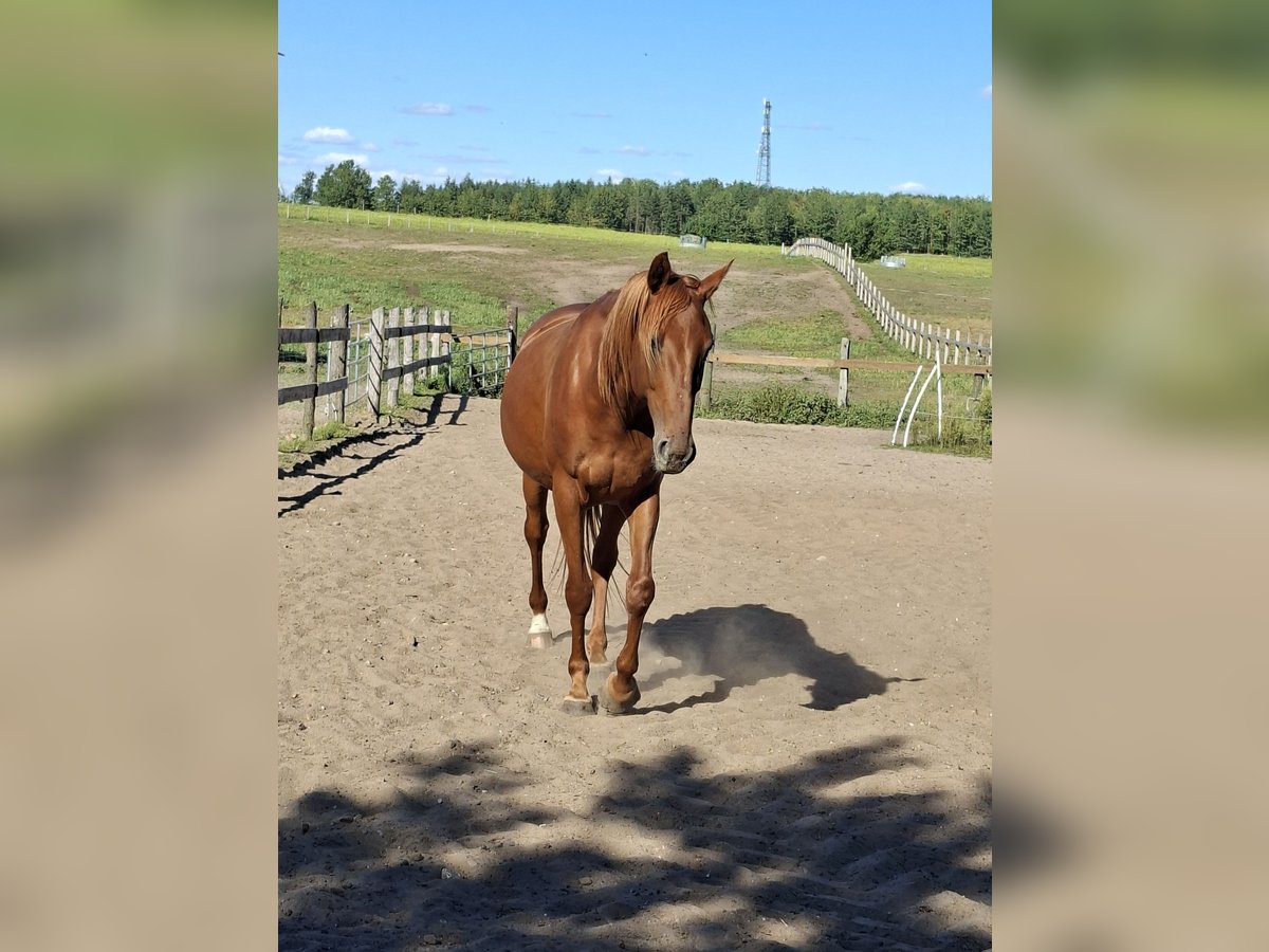 German Sport Horse Mare 5 years 16 hh Chestnut-Red in Löwenberger Land German Sport Horse Mare 5 years 16 hh Chestnut-Red in Löwenberger Land