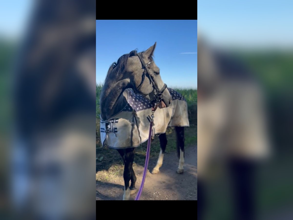 German Sport Horse Mare 5 years 16 hh Gray-Dark-Tan in Stolberg (Rheinland)stolberg