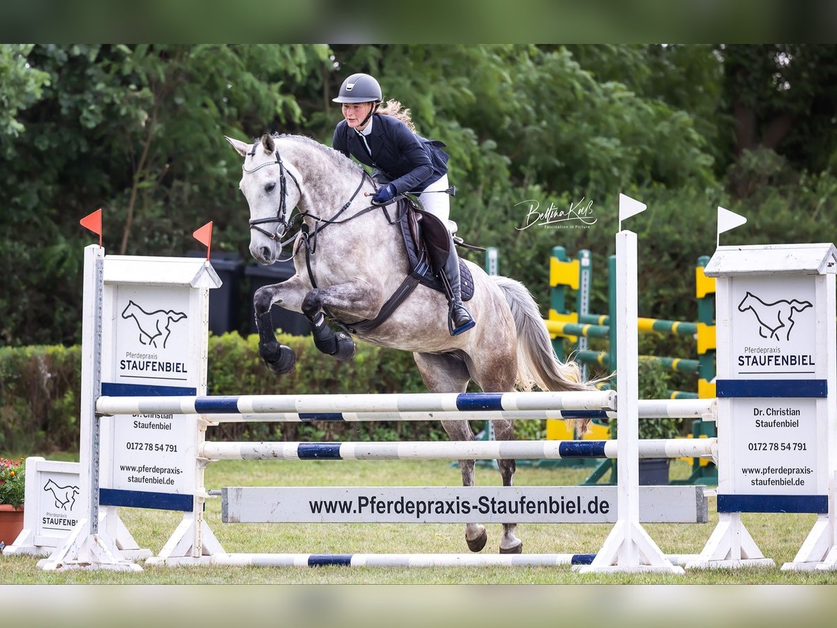 German Sport Horse Mare 5 years 16 hh Gray in Bad Freienwalde
