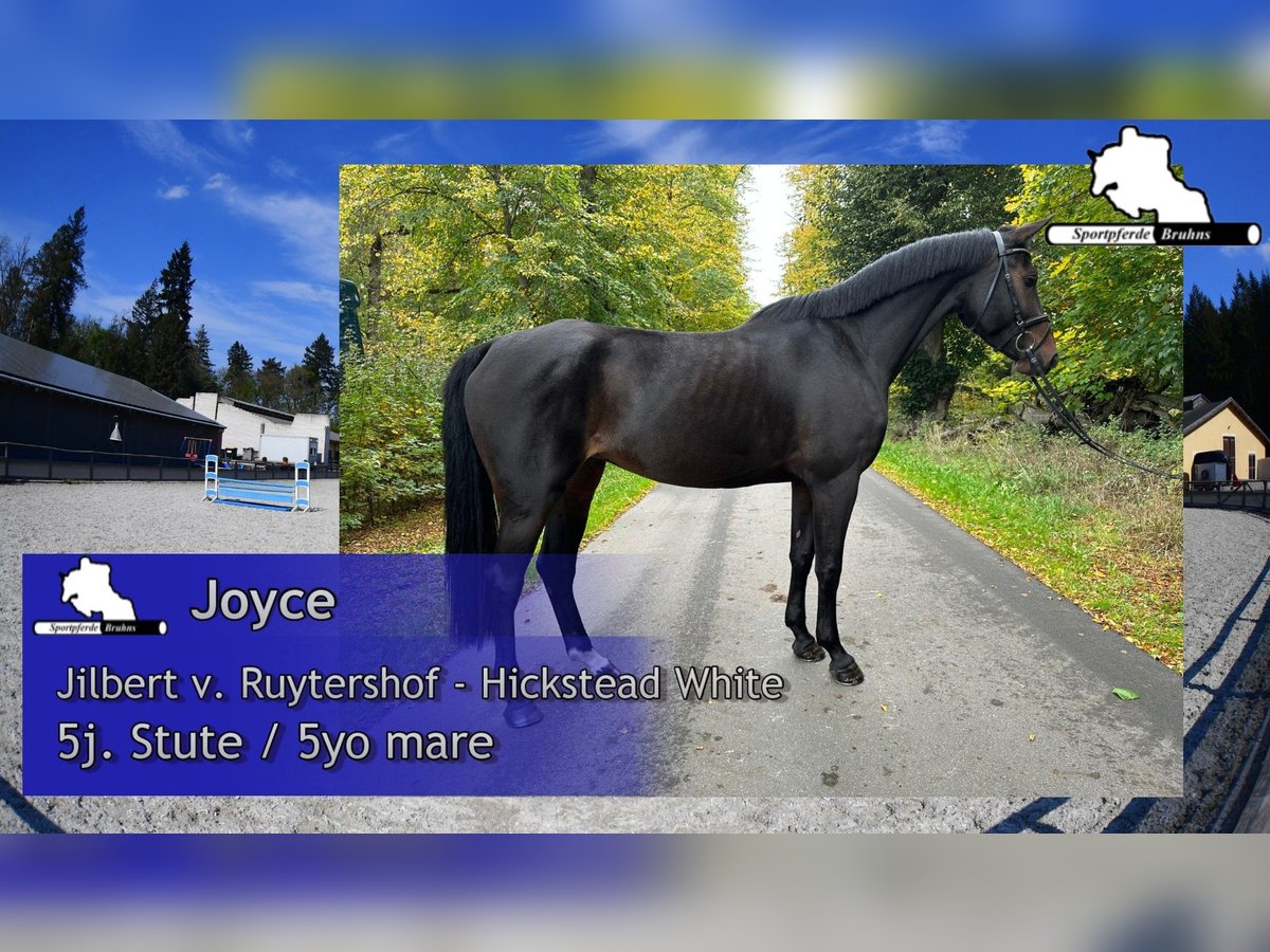 German Sport Horse Mare 5 years 16,1 hh Bay-Dark in Gadow