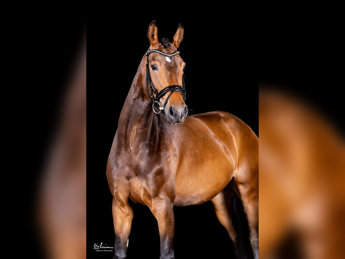 German Sport Horse Mare 5 years 16,1 hh Brown in Herrenberg