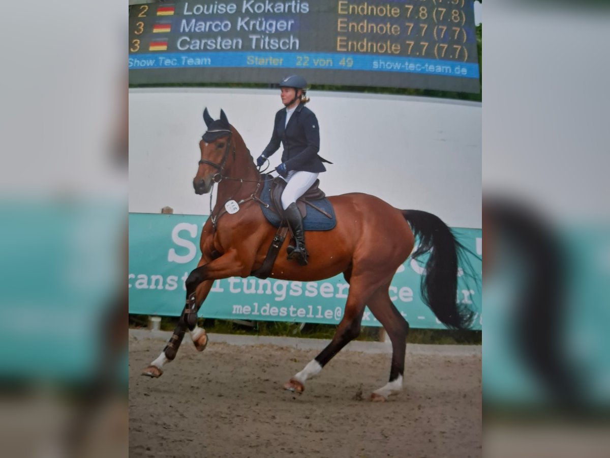 German Sport Horse Mare 5 years 16,2 hh Brown in Rosengarten