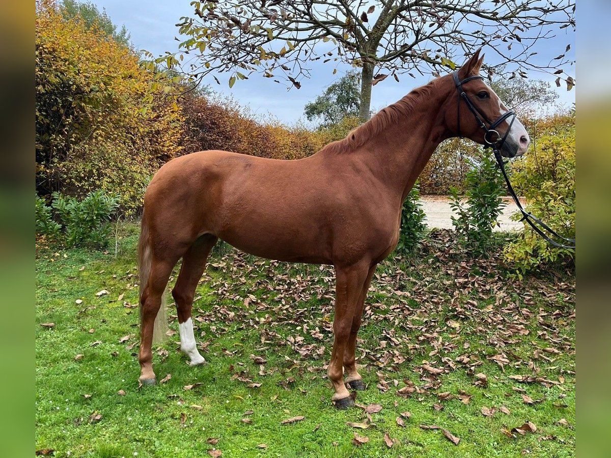 German Sport Horse Mare 5 years 16,2 hh Chestnut-Red in Umpfenbach