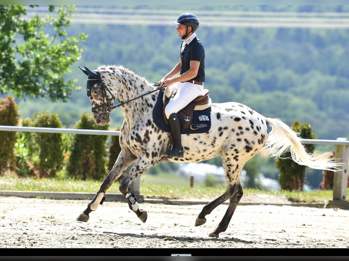 German Sport Horse Mare 5 years 16,2 hh Leopard-Piebald in D&#xF6;rth