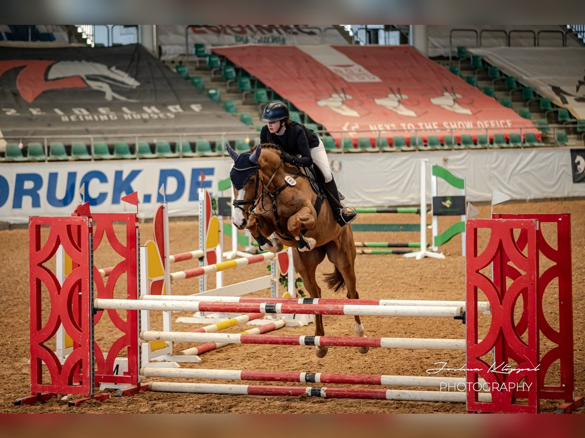 German Sport Horse Mare 5 years 17 hh Chestnut-Red in Gerstetten