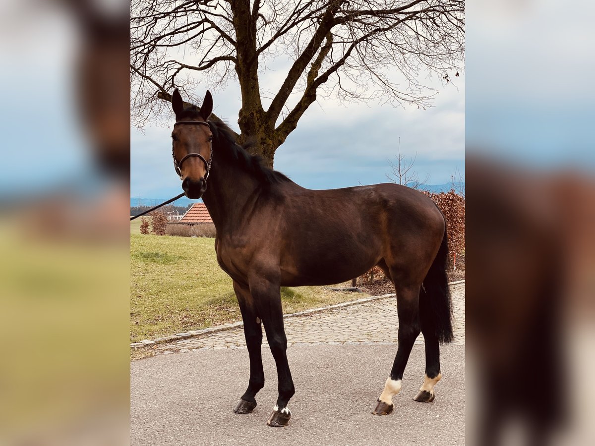 German Sport Horse Mare 5 years 17 hh in Haldenwang