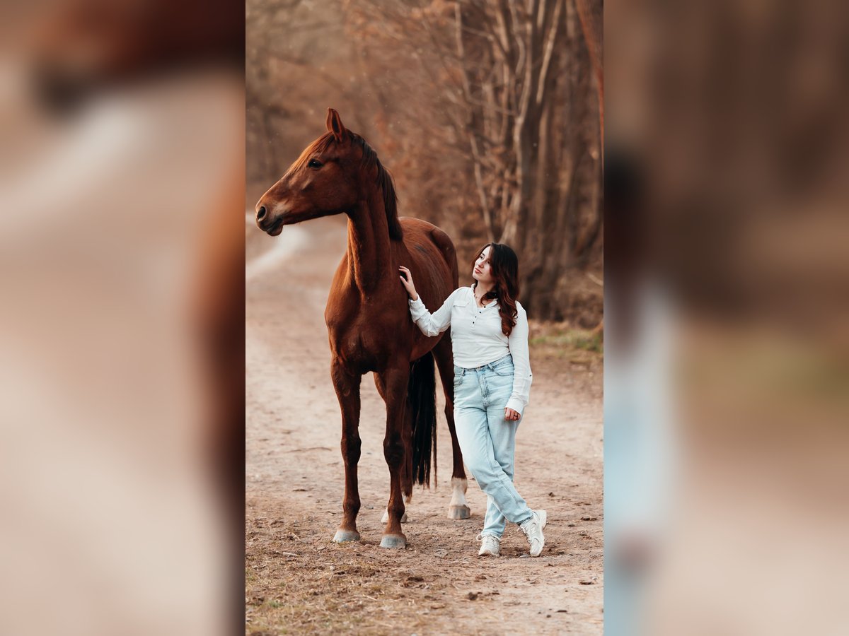 German Sport Horse Mare 5 years 17,1 hh Chestnut-Red in Kleinschmalkalden