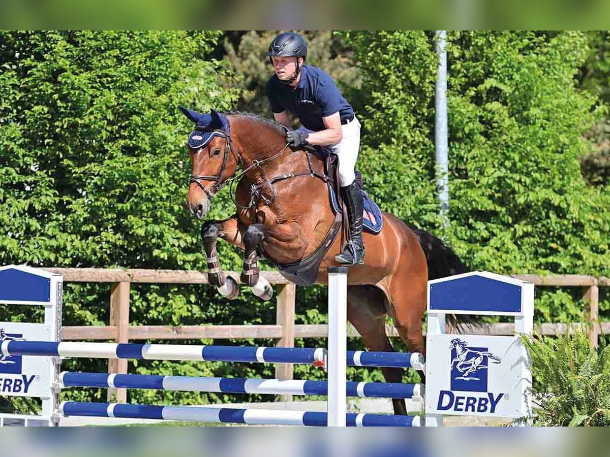 German Sport Horse Mare 5 years Brown in Vechta