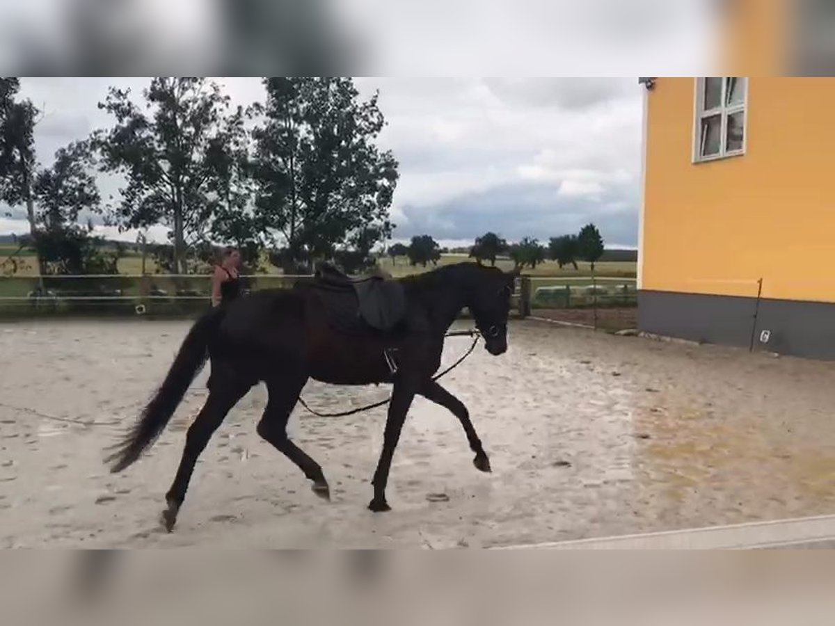 German Sport Horse Mare 6 years 15,2 hh Smoky-Black in Bautzen