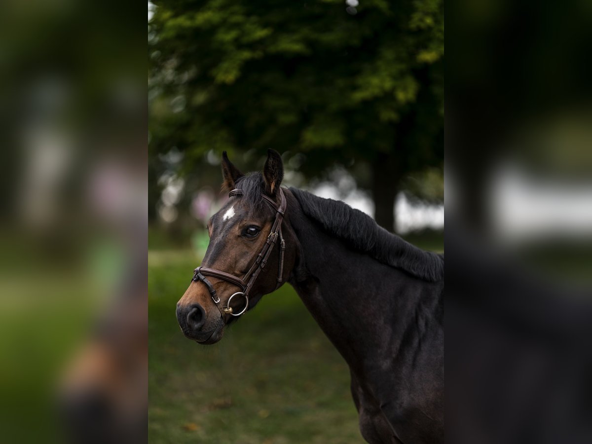 German Sport Horse Mare 6 years 15,2 hh Bay-Dark in Nettetal
