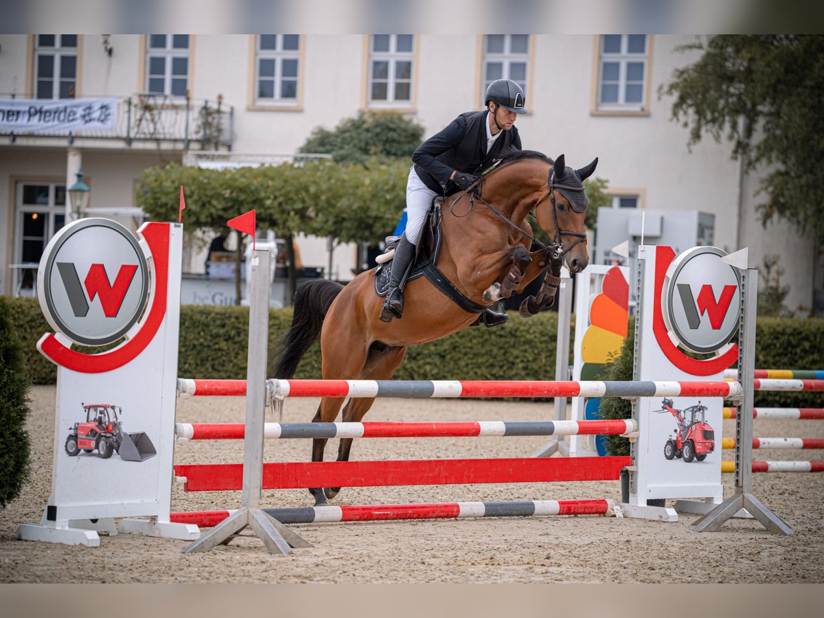 German Sport Horse Mare 6 years 15,3 hh Brown in Kirkel