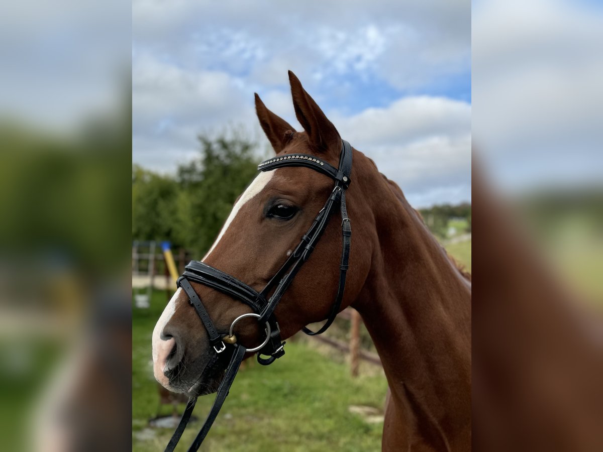 German Sport Horse Mare 6 years 16,1 hh Chestnut-Red in Königheim