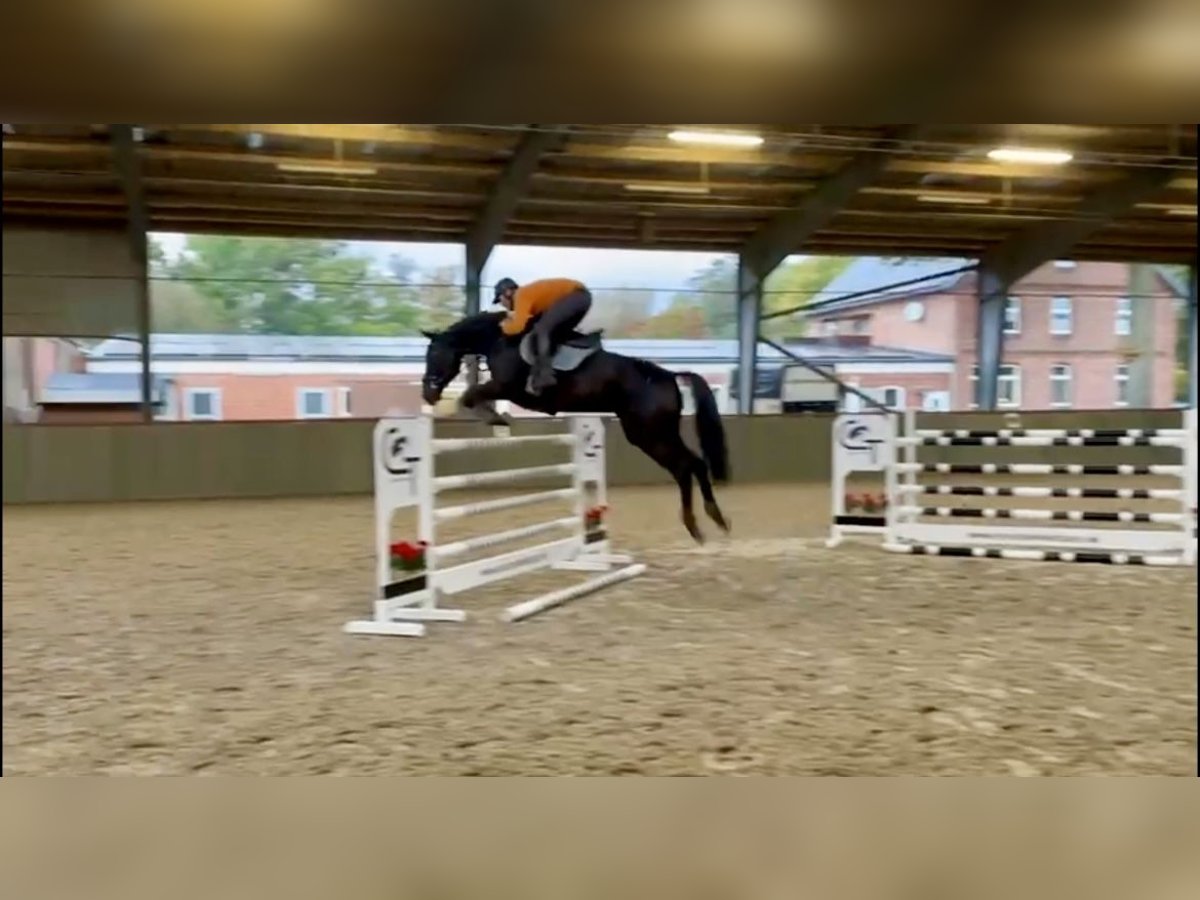 German Sport Horse Mare 6 years 16,2 hh Black in Uetze