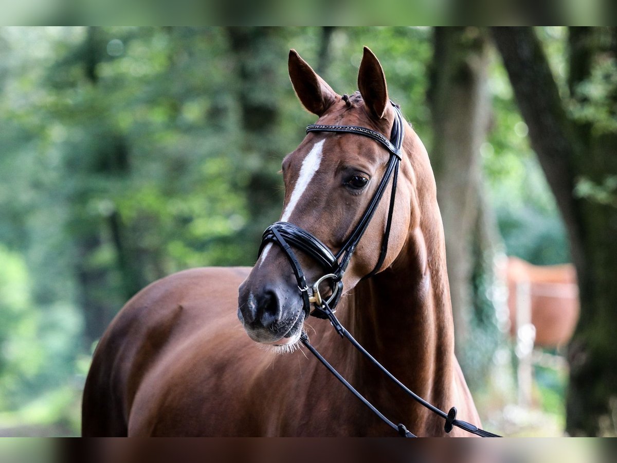 German Sport Horse Mare 6 years 16,2 hh Chestnut-Red in Wuppertal