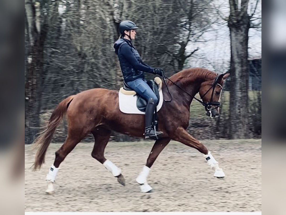 German Sport Horse Mare 6 years 16,2 hh Chestnut-Red in Georgsmarienhütte