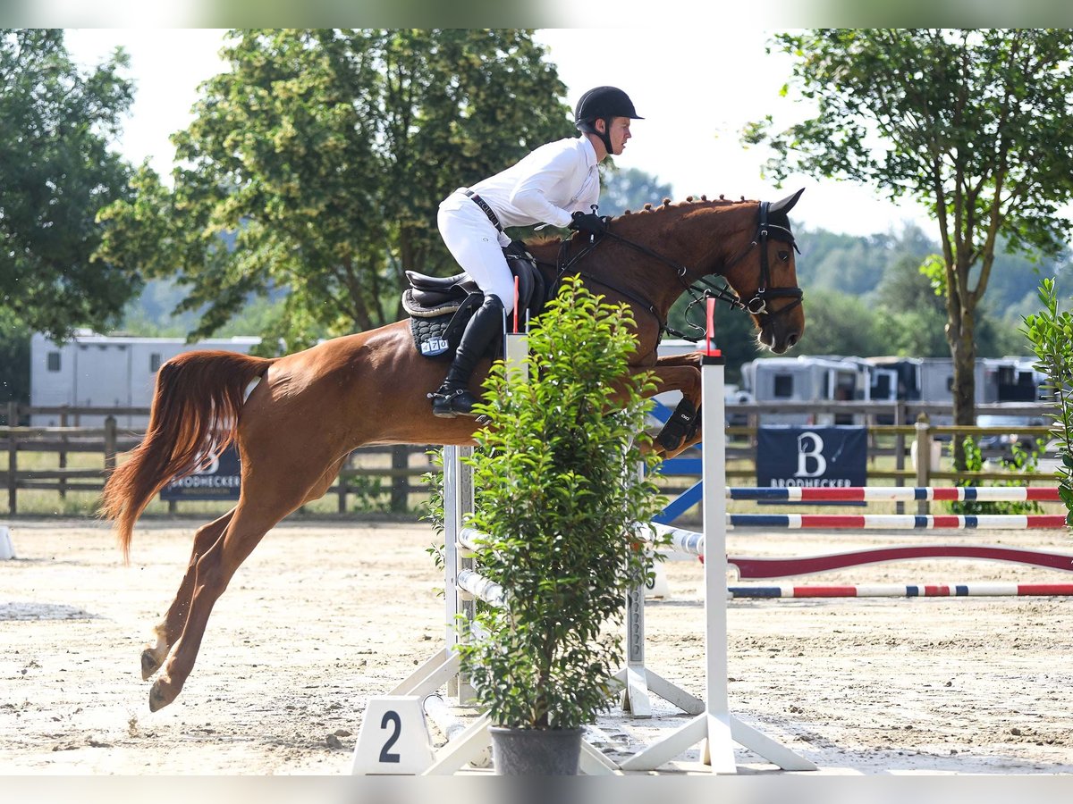 German Sport Horse Mare 6 years 16,2 hh Chestnut-Red in Riedstadt