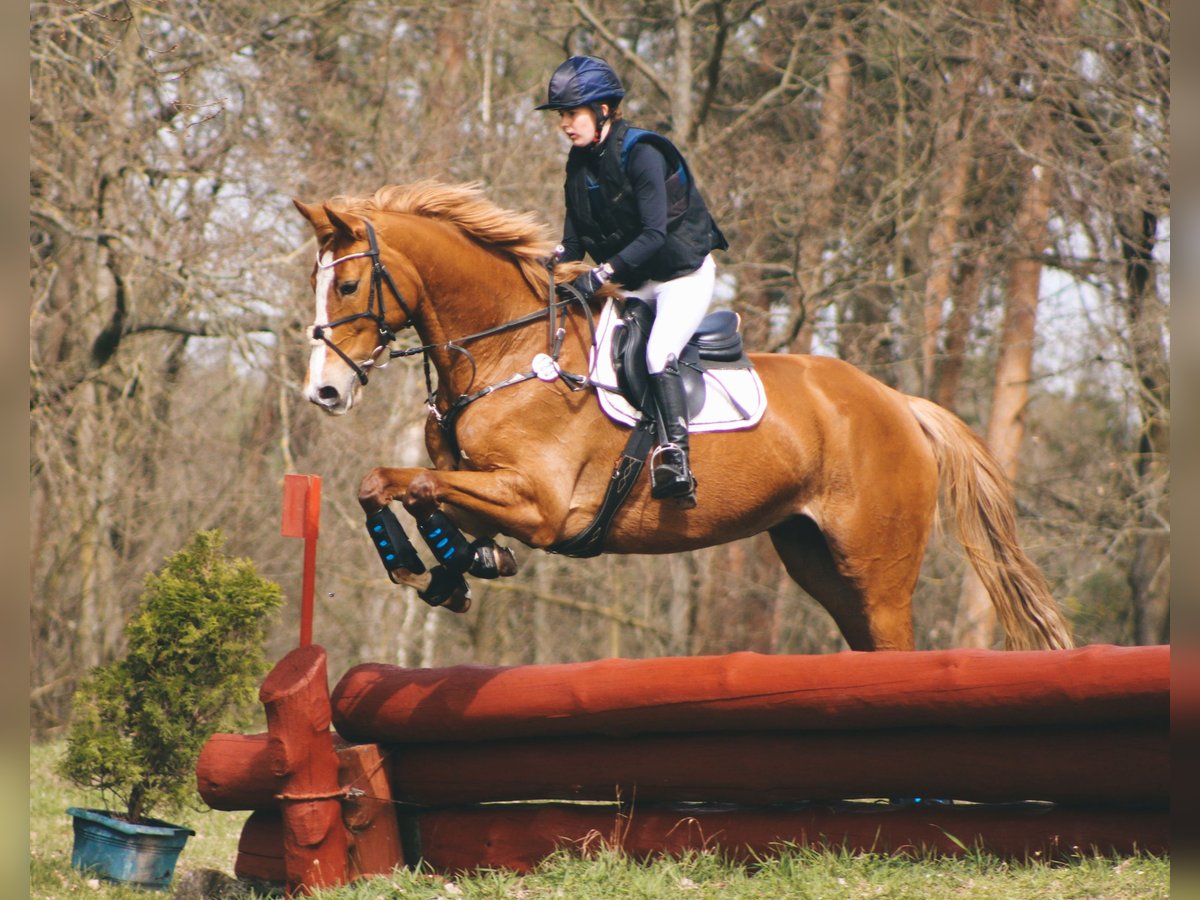 German Sport Horse Mare 6 years 16,3 hh Chestnut-Red in Dahme/Mark