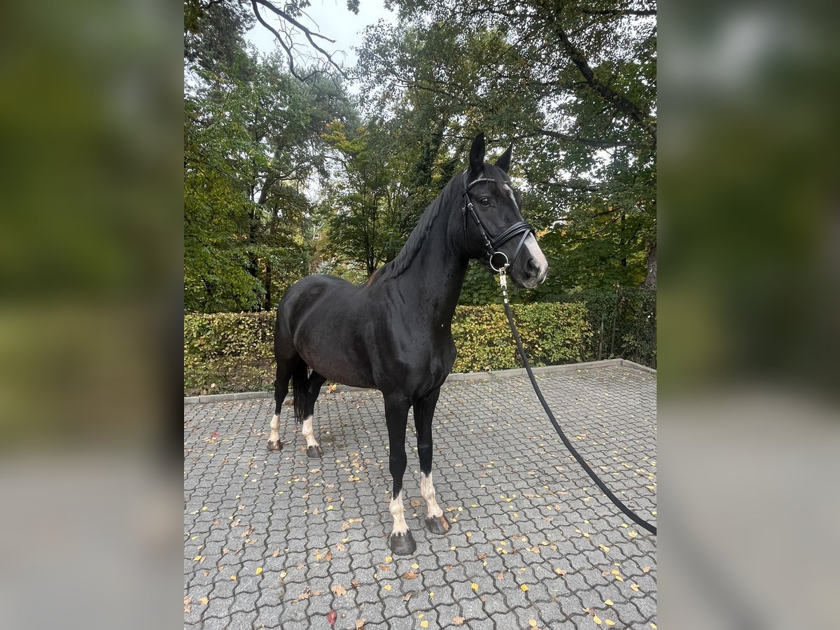 German Sport Horse Mare 6 years 16 hh Black in F&#xFC;rth