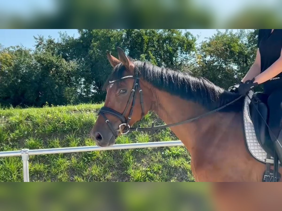 German Sport Horse Mare 6 years 16 hh Brown in Ladeburg German Sport Horse Mare 6 years 16 hh Brown in Ladeburg