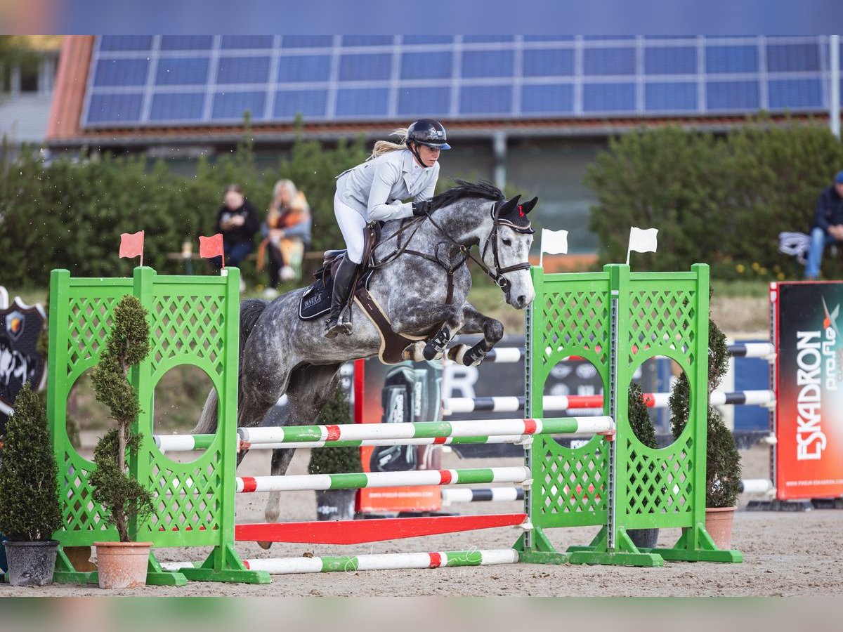 German Sport Horse Mare 6 years 16 hh Grey in Bielefeld