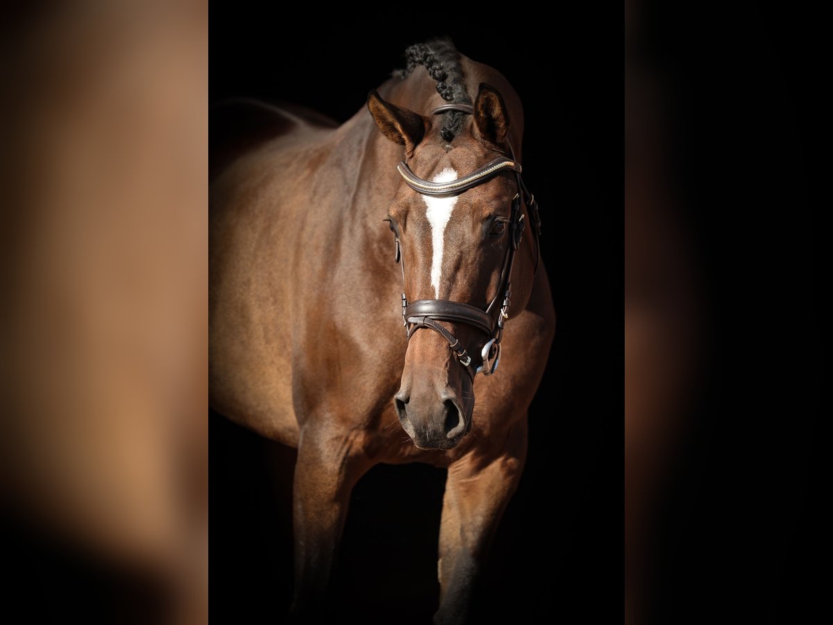 German Sport Horse Mare 6 years 16,1 hh Brown in Lastrup