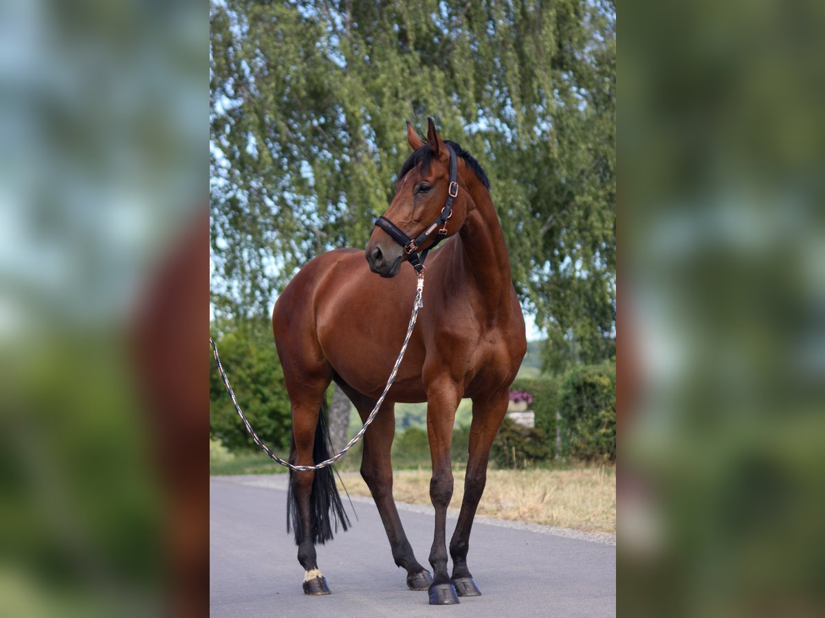 German Sport Horse Mare 6 years 16,1 hh Brown in Sulzthal