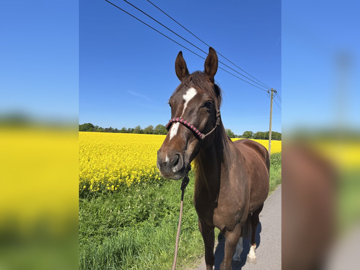 German Sport Horse Mare 6 years 16,1 hh Chestnut-Red in Varrel