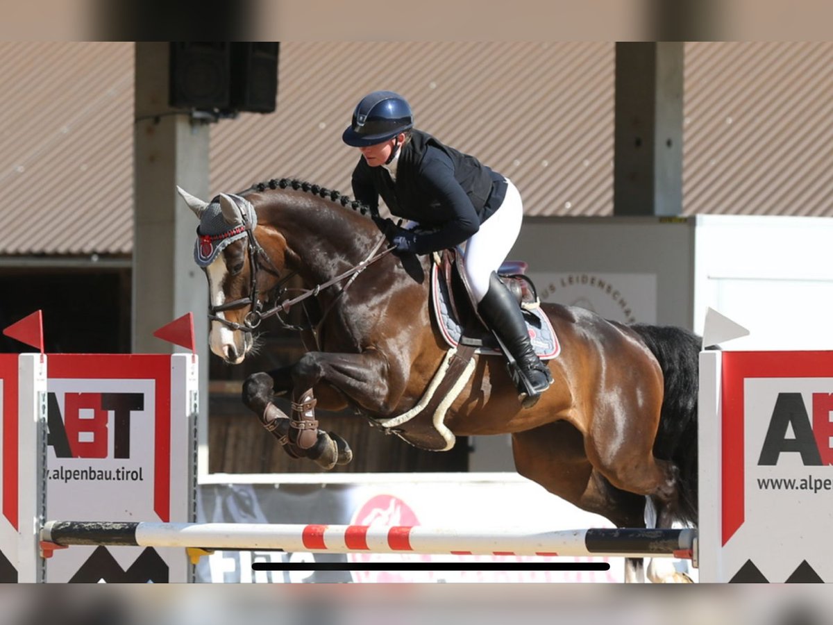 German Sport Horse Mare 6 years 16,1 hh Smoky-Black in M&#xFC;hldorf am Inn