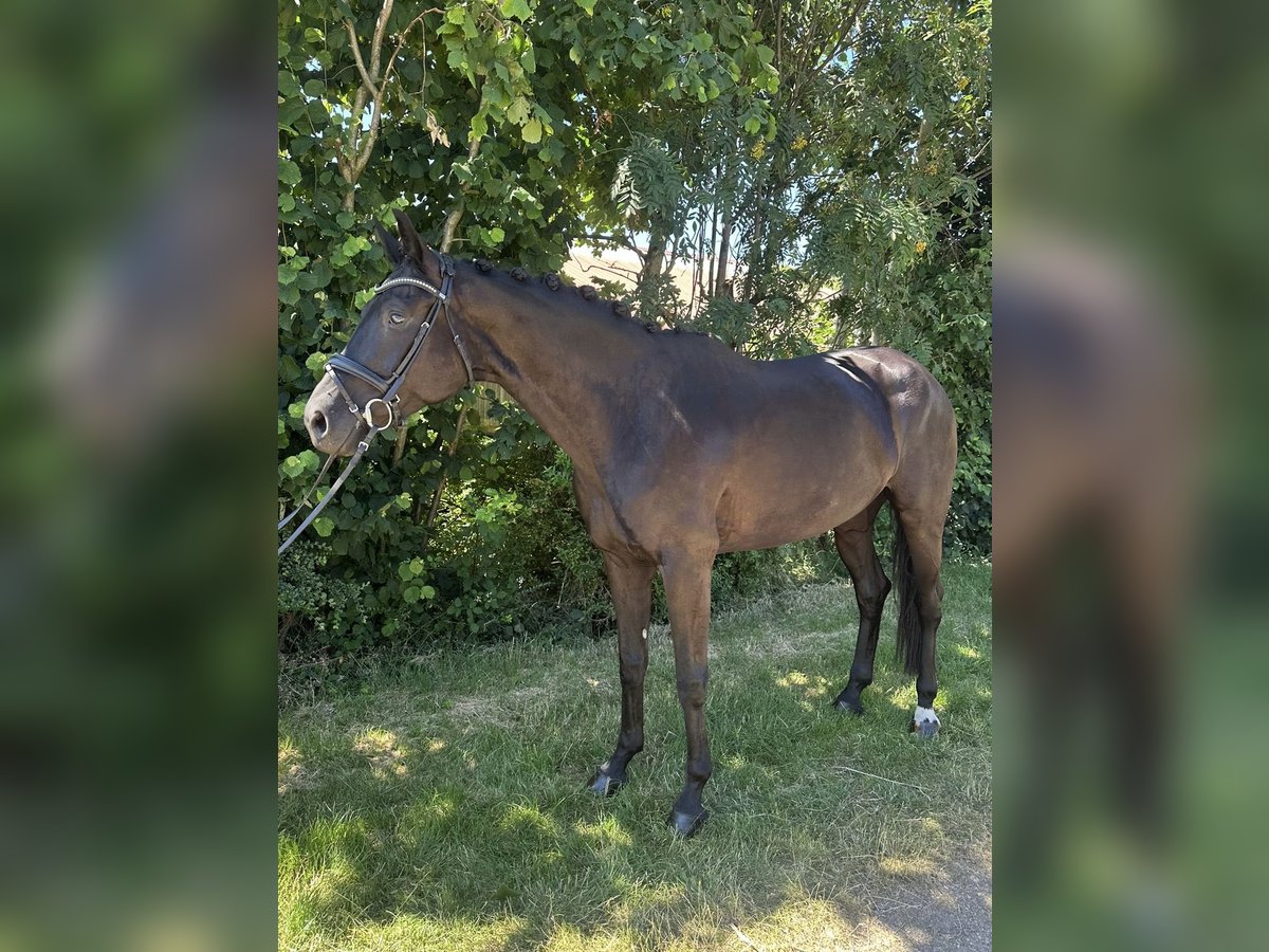 German Sport Horse Mare 6 years 16,2 hh Black in Donzdorf