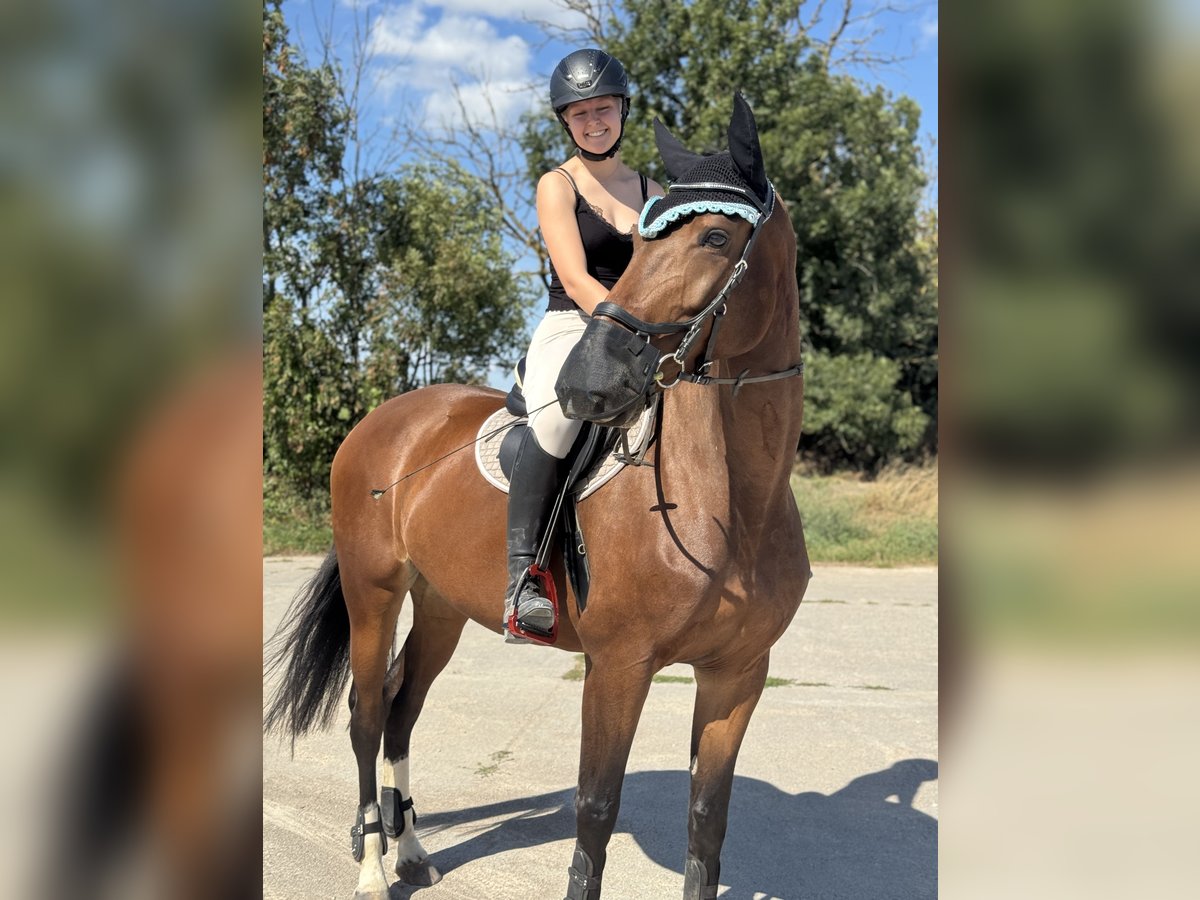 German Sport Horse Mare 6 years 16,2 hh Brown in Leipzig