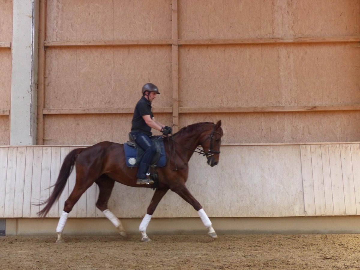 German Sport Horse Mare 6 years 16,2 hh Chestnut in Memmingen